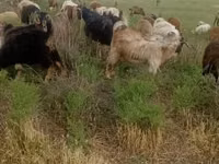 Goat, Goats — photo 2