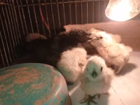 Turkeys — 2-rasm