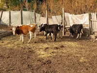 Bou, Russian Black pied cattle — foto 4