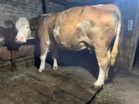 Cow, Simmental cattle — photo 1