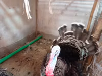 Turkeys — 1-rasm