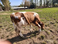 Bou, Simmental cattle — foto 2