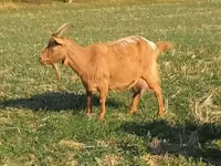 Cabra, Alpine goat — foto 3