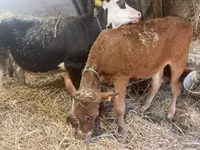 Cow, Limousin cow — photo 2
