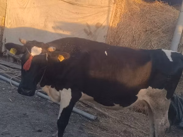 بقرة, الياك البري