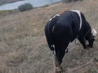 Buqa, Russian Black pied cattle — 2-rasm