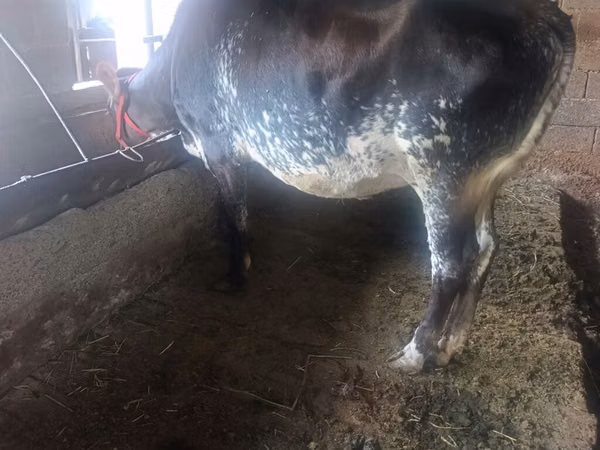 Vacă, Bovine