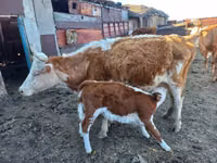 بقرة, Simmental cattle — الصورة 3