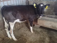 Vaca, Russian Black pied cattle — foto 3