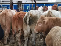 Bovins (lot, sexe non indiqué), Charolais cattle — photo 2