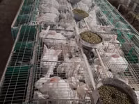 Granule7,50lei, pentru iepuri calitate superioară, Orhei — Foto 5