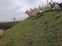 Sheep, Sheep — photo 2