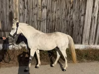 فرس, Shagya — الصورة 5