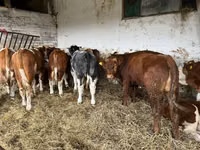 Vaca, Simmental cattle — foto 5
