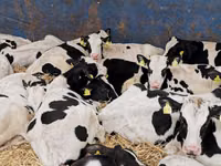 Bovins (lot, sexe non indiqué), Simmental cattle — photo 6