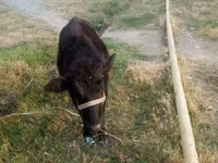 Cow, Cattle — photo 1