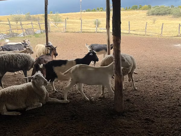 Brebis, Moutons