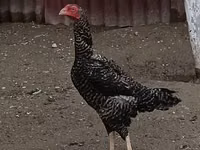 بليموث روك — الصورة 8