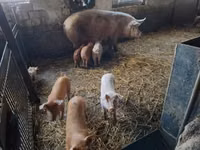 Säue, Schweine — Foto 2