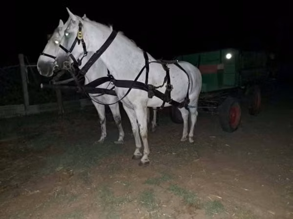 Cheval, Chevaux