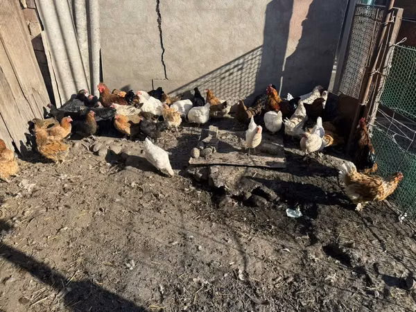 Chickens