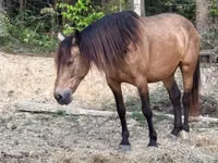 घोड़ी, Black Sea breed — फ़ोटो 5