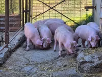 Eber, Schweine — Foto 1