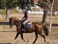 Yegua, Hungarian horse breed — foto 4