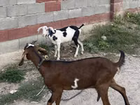 Capră, Nubian Goat — foto 3