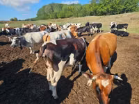 Touro, Simmental cattle — foto 2
