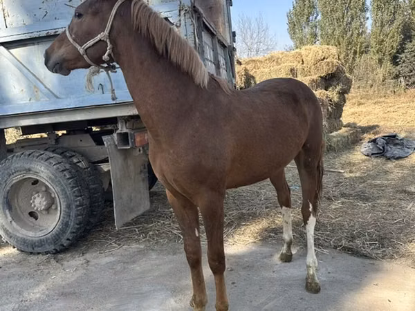 母马, Horses