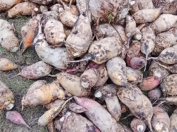 Продам кормовую свеклу
