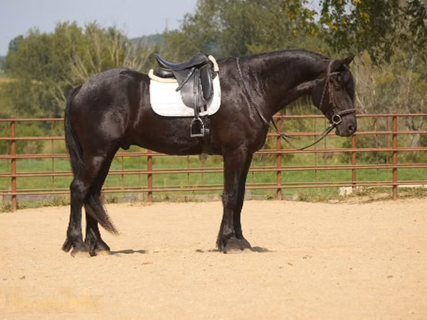 Cal, Friesian