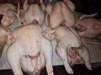 Vindem carne de curcan/curci — 照片 4