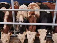 公牛, Aberdeen-Angus — 照片 3