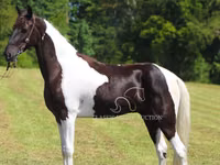 Caballo, Tennessee Walking Horse — foto 8