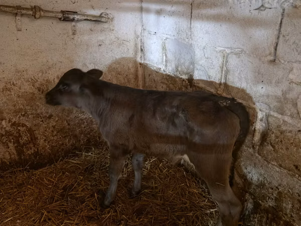 Toro, Ganado vacuno