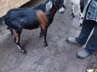 Cabro, Nubian Goat — foto 1