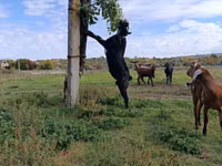 Cabro, Nubian Goat — foto 1