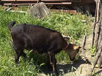 عنزة, Nubian Goat — الصورة 5