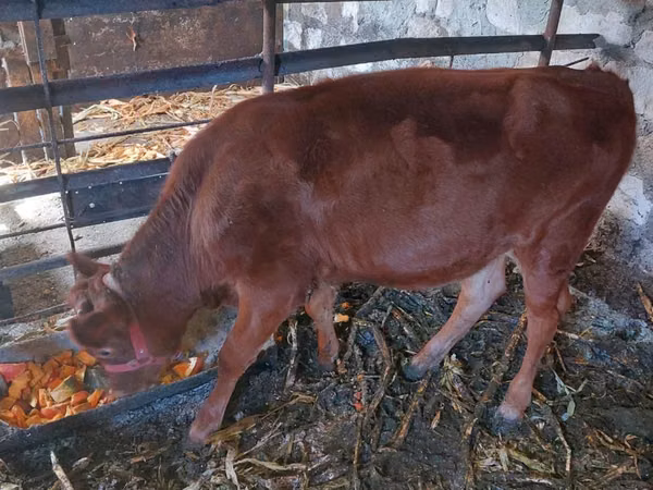 Vaca, Raza Jersey