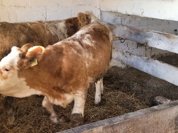गाय, Simmental cattle