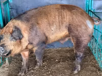 Eber, Schweine — Foto 2