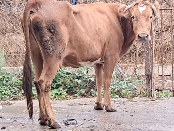 गाय, मवेशी