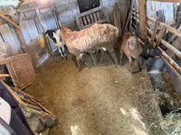 母羊, Sheep — 照片 4