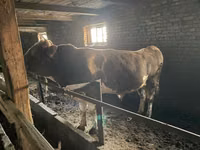 Bulle, Simmental cattle — Foto 3