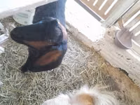 Cabra, Nubian Goat — foto 4
