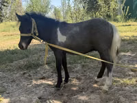 Toychoq, Australian Pony — 2-rasm
