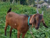 Capră, Nubian Goat — foto 1