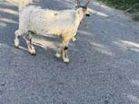 عنزة, Nubian Goat — الصورة 4